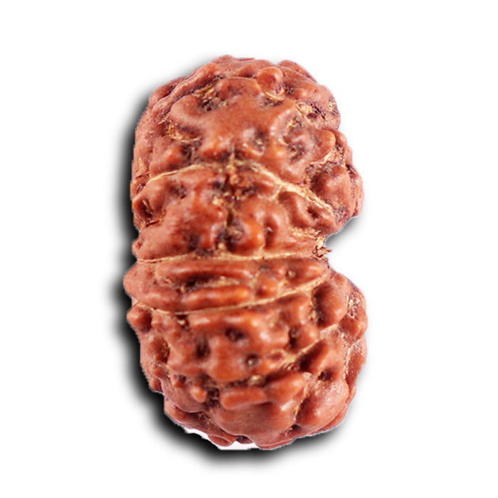 12 Mukhi Indonesian Rudraksha - Bead No. 298