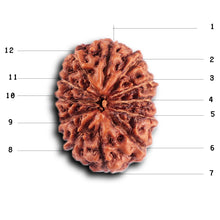 Load image into Gallery viewer, 12 Mukhi Indonesian Rudraksha - Bead No. 299
