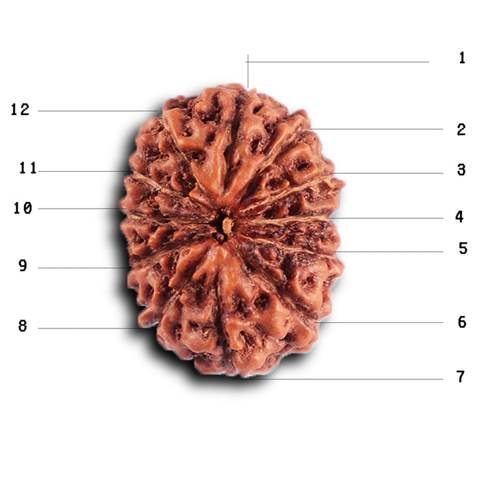 12 Mukhi Indonesian Rudraksha - Bead No. 299