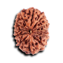 Load image into Gallery viewer, 12 Mukhi Indonesian Rudraksha - Bead No. 299
