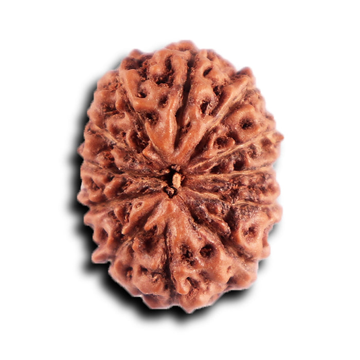 12 Mukhi Indonesian Rudraksha - Bead No. 299