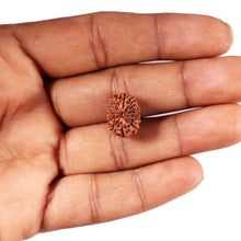 Load image into Gallery viewer, 12 Mukhi Indonesian Rudraksha - Bead No. 299
