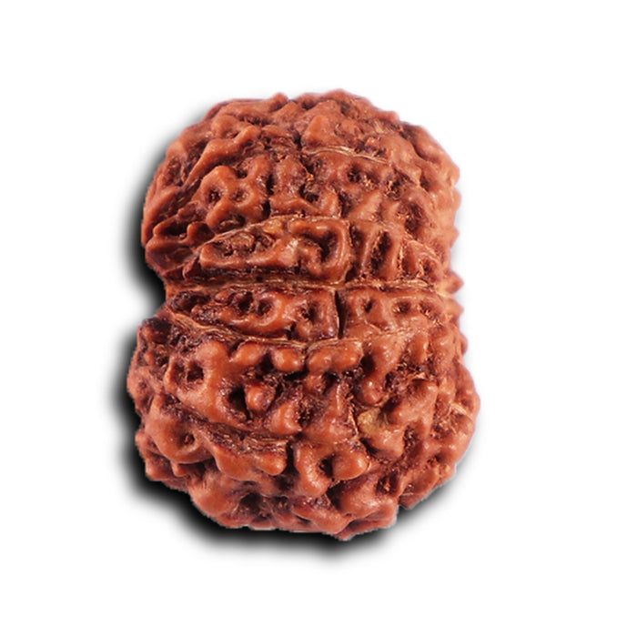 12 Mukhi Indonesian Rudraksha - Bead No. 299