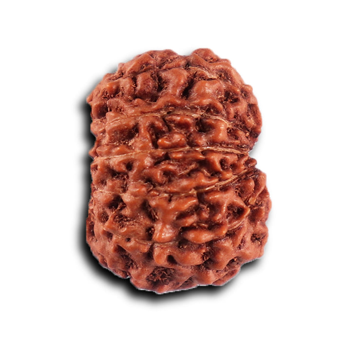 12 Mukhi Indonesian Rudraksha - Bead No. 299