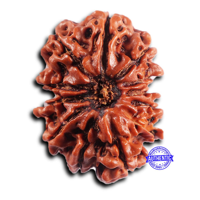 12 Mukhi Nepalese Rudraksha - Bead No 359