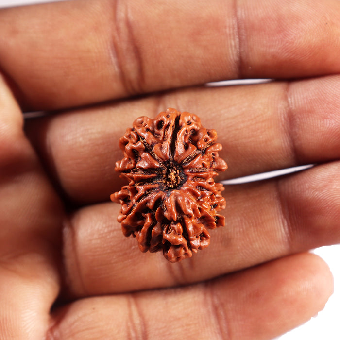 12 Mukhi Nepalese Rudraksha - Bead No 359