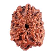 Load image into Gallery viewer, 12 Mukhi Indonesian Rudraksha - Bead No. 293
