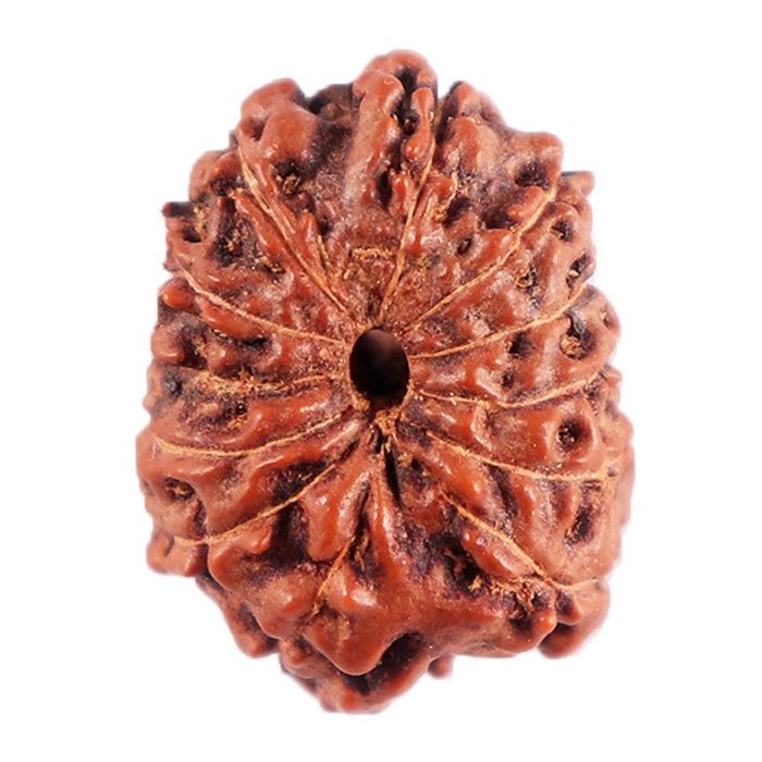 12 Mukhi Indonesian Rudraksha - Bead No. 293