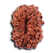 Load image into Gallery viewer, 12 Mukhi Indonesian Rudraksha - Bead No.294
