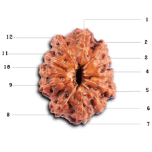 Load image into Gallery viewer, 12 Mukhi Indonesian Rudraksha - Bead No. 296
