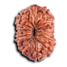 Load image into Gallery viewer, 12 Mukhi Indonesian Rudraksha - Bead No. 298
