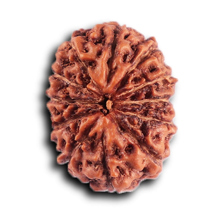 12 Mukhi Indonesian Rudraksha - Bead No. 299