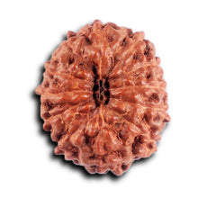 Load image into Gallery viewer, 12 Mukhi Indonesian Rudraksha - Bead No.300
