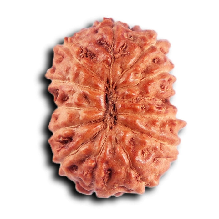 12 Mukhi Indonesian Rudraksha - Bead No.301
