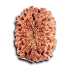 Load image into Gallery viewer, 12 Mukhi Indonesian Rudraksha - Bead No.302

