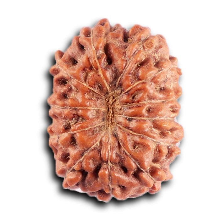 12 Mukhi Indonesian Rudraksha - Bead No.302