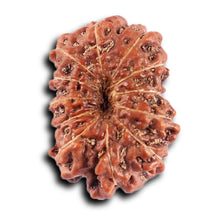 Load image into Gallery viewer, 12 Mukhi Indonesian Rudraksha - Bead No.  303
