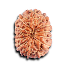 Load image into Gallery viewer, 12 Mukhi Indonesian Rudraksha - Bead No. 304
