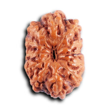 Load image into Gallery viewer, 12 Mukhi Indonesian Rudraksha - Bead No. 305
