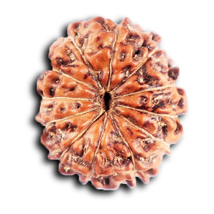 12 Mukhi Indonesian Rudraksha - Bead No.  306