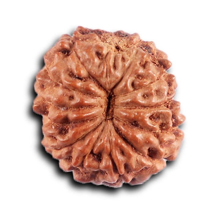 12 Mukhi Indonesian Rudraksha - Bead No.  309
