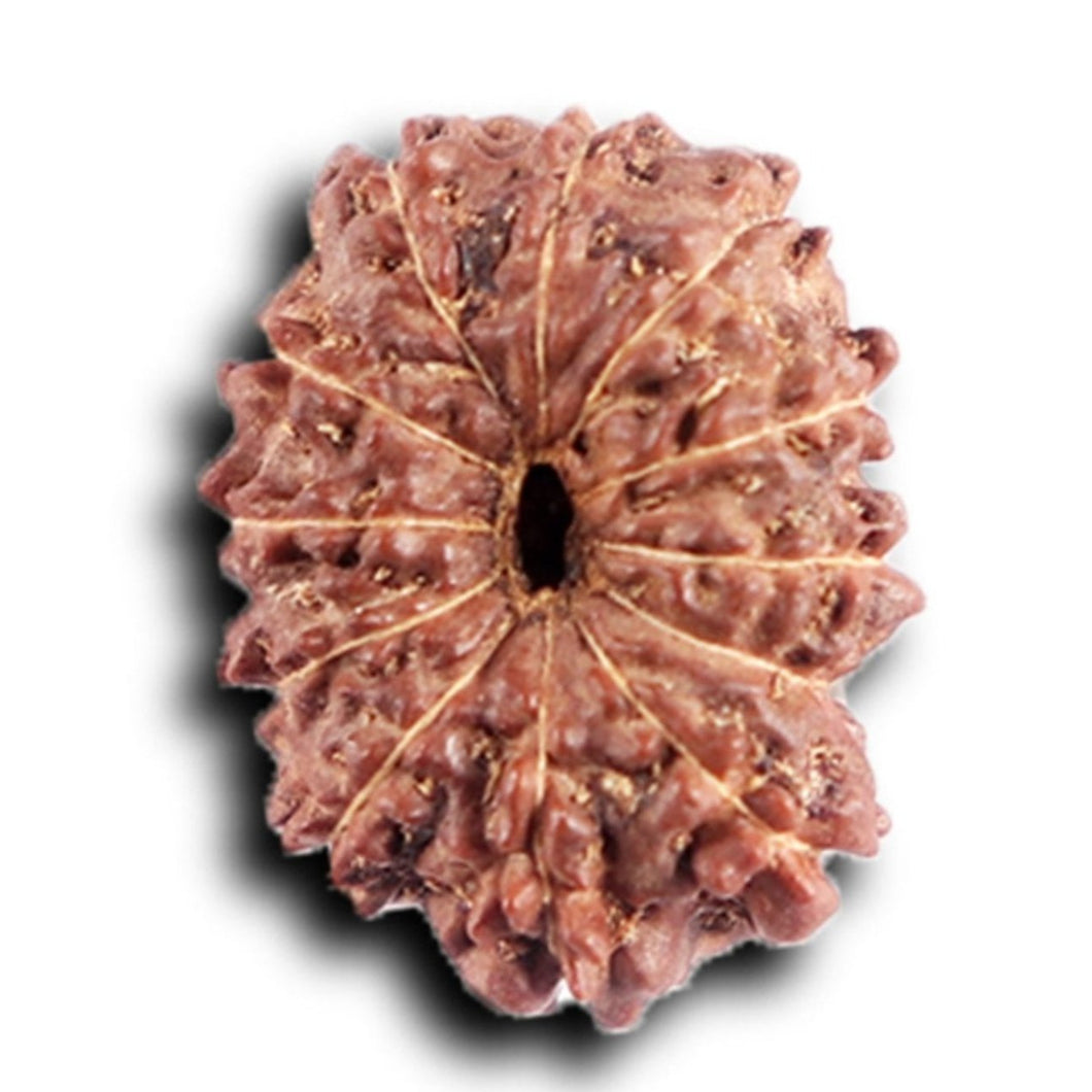 12 Mukhi Indonesian Rudraksha - Bead No.  313