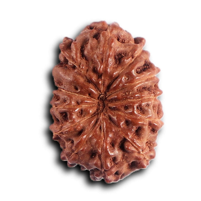 12 Mukhi Indonesian Rudraksha - Bead No. 315