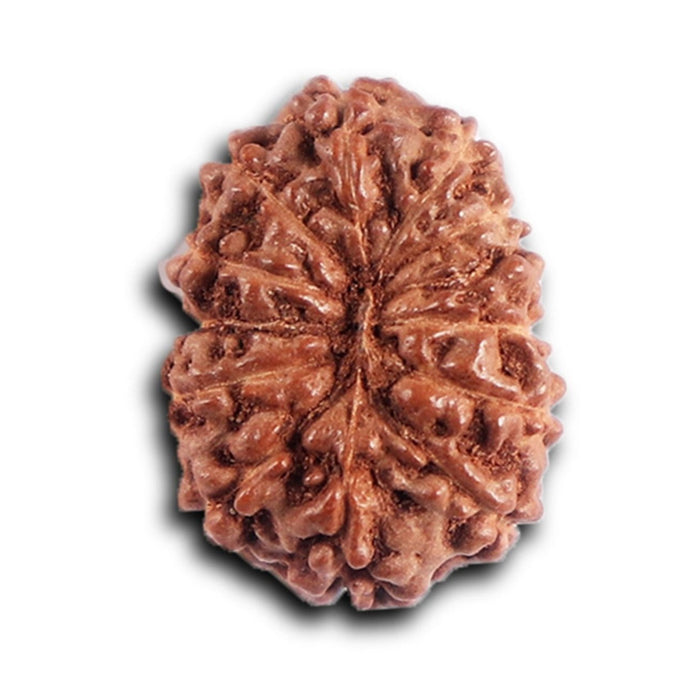 12 Mukhi Indonesian Rudraksha - Bead No. 325