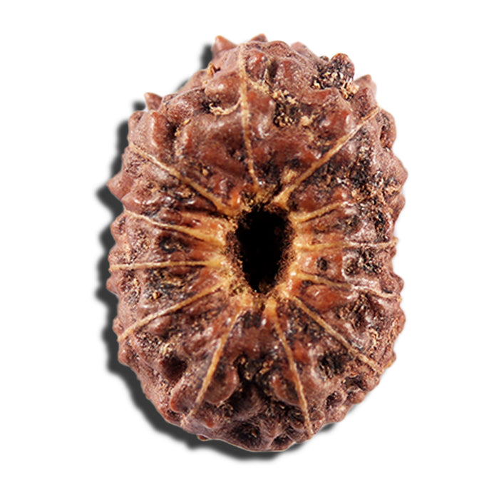 12 Mukhi Indonesian Rudraksha - Bead No. 339