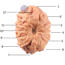 Load image into Gallery viewer, 12 Mukhi Indonesian Rudraksha - Bead No. 342
