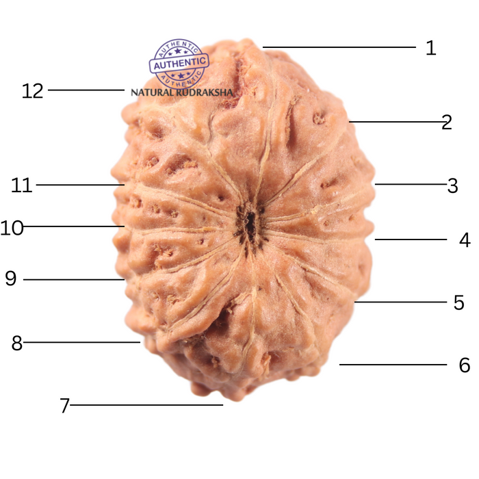 12 Mukhi Indonesian Rudraksha - Bead No. 342