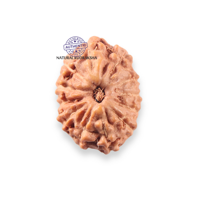 12 Mukhi Indonesian Rudraksha - Bead No. 342