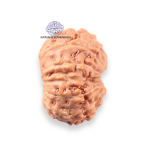 Load image into Gallery viewer, 12 Mukhi Indonesian Rudraksha - Bead No. 342
