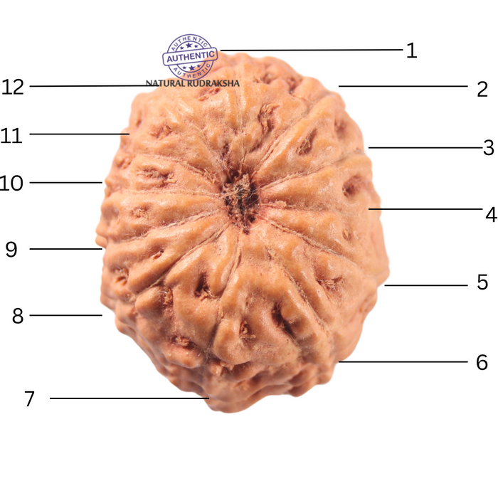 12 Mukhi Indonesian Rudraksha - Bead No. 343