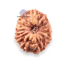Load image into Gallery viewer, 12 Mukhi Indonesian Rudraksha - Bead No. 343
