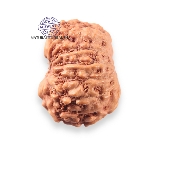 12 Mukhi Indonesian Rudraksha - Bead No. 343