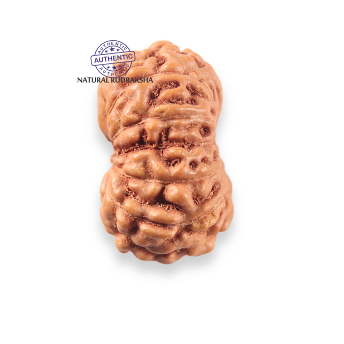 12 Mukhi Indonesian Rudraksha - Bead No. 347