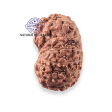 Load image into Gallery viewer, 12 Mukhi Indonesian Rudraksha - Bead No. 361
