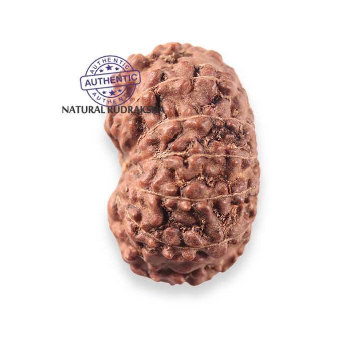 12 Mukhi Indonesian Rudraksha - Bead No. 361