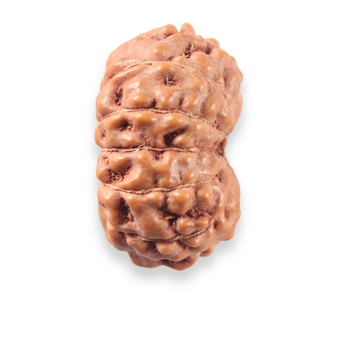 12 Mukhi Indonesian Rudraksha - Bead No. 351