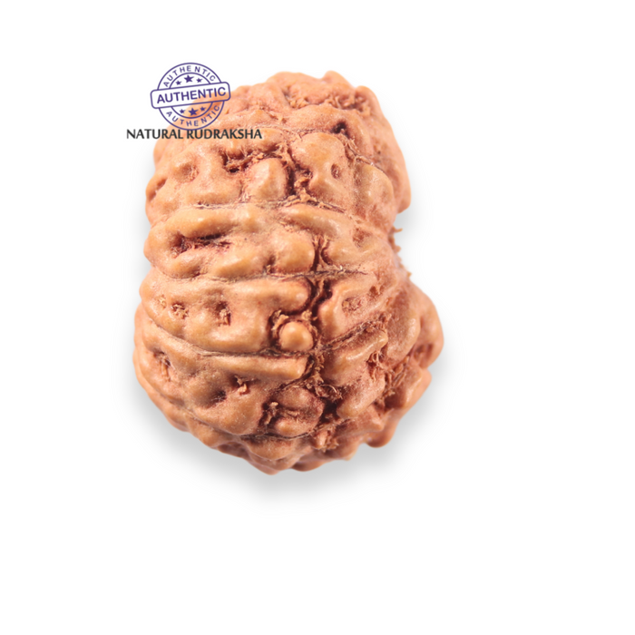 12 Mukhi Indonesian Rudraksha - Bead No. 343