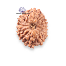 Load image into Gallery viewer, 12 Mukhi Indonesian Rudraksha - Bead No. 344
