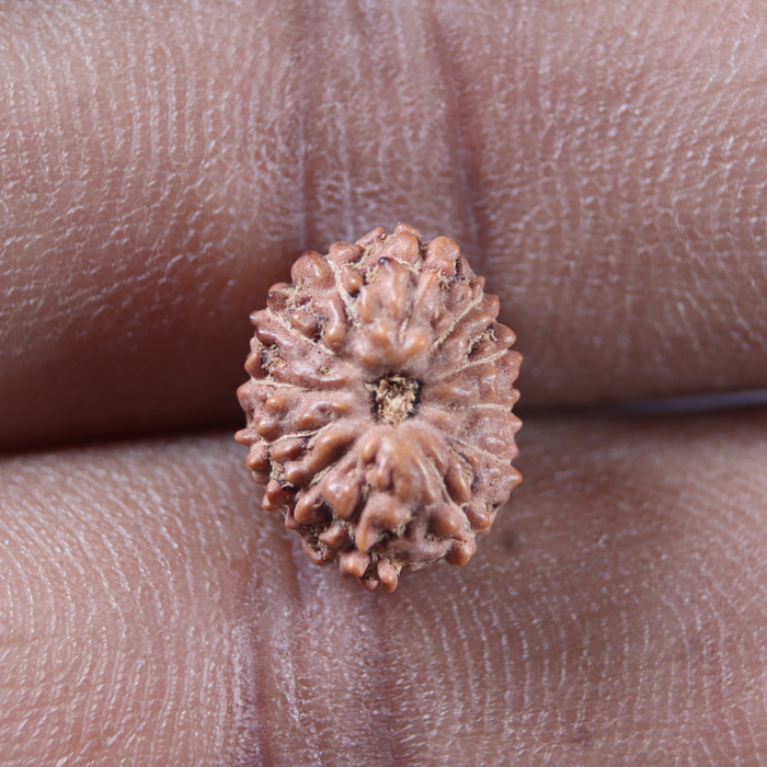 12 Mukhi Indonesian Rudraksha - Bead No. 344