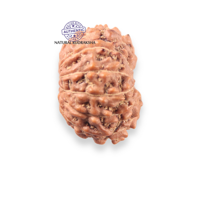 12 Mukhi Indonesian Rudraksha - Bead No. 344