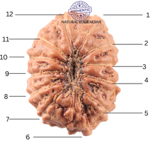 Load image into Gallery viewer, 12 Mukhi Indonesian Rudraksha - Bead No. 345

