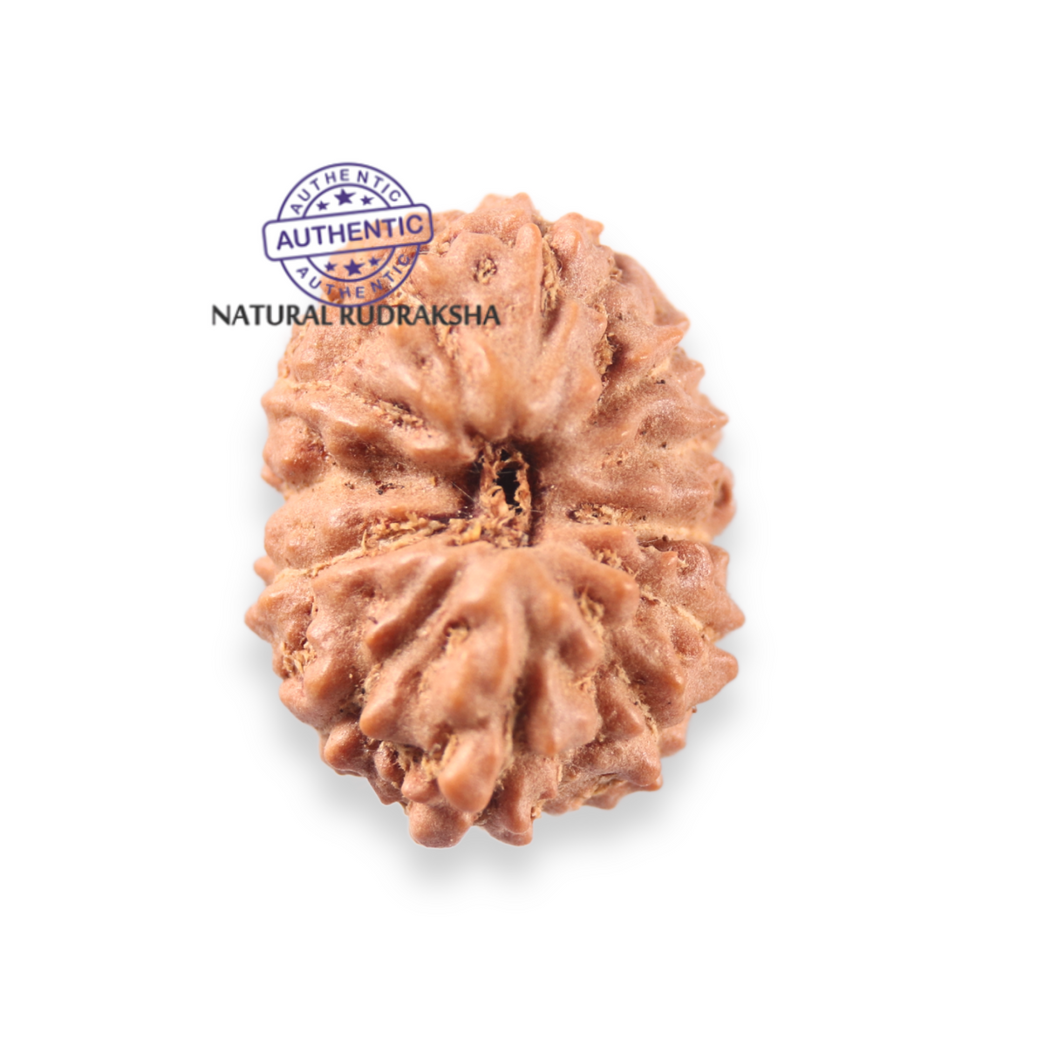 12 Mukhi Indonesian Rudraksha - Bead No. 345