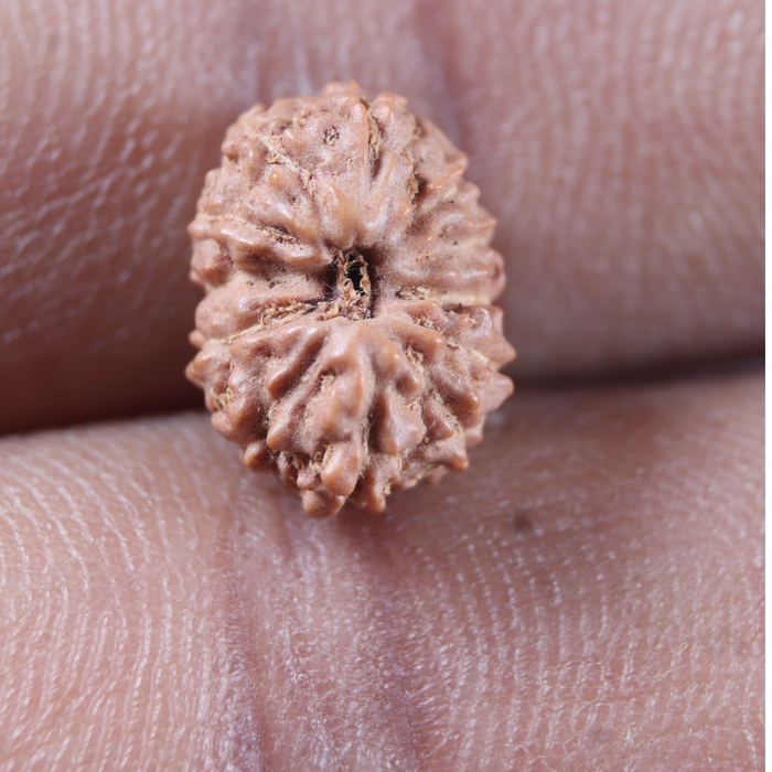 12 Mukhi Indonesian Rudraksha - Bead No. 345