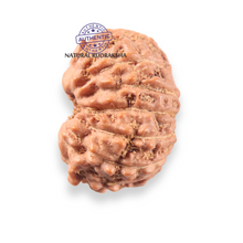 Load image into Gallery viewer, 12 Mukhi Indonesian Rudraksha - Bead No. 345
