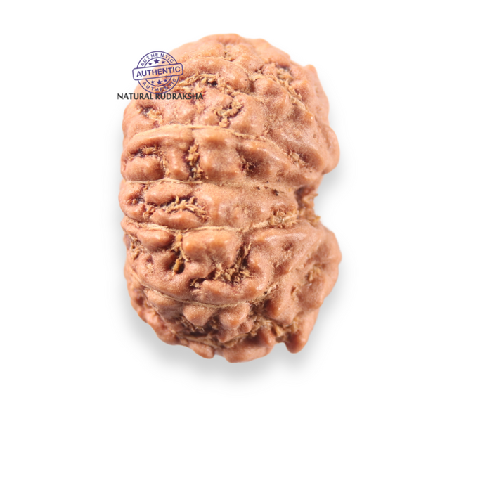 12 Mukhi Indonesian Rudraksha - Bead No. 345