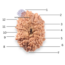 Load image into Gallery viewer, 12 Mukhi Indonesian Rudraksha - Bead No. 346
